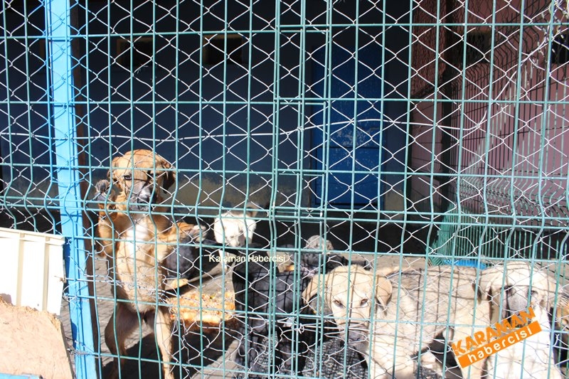 Yavru Köpekler Yeni Yaşamlarına Başlıyor 12