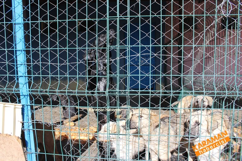 Yavru Köpekler Yeni Yaşamlarına Başlıyor 13