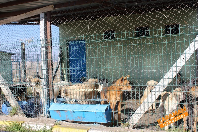 Yavru Köpekler Yeni Yaşamlarına Başlıyor 14