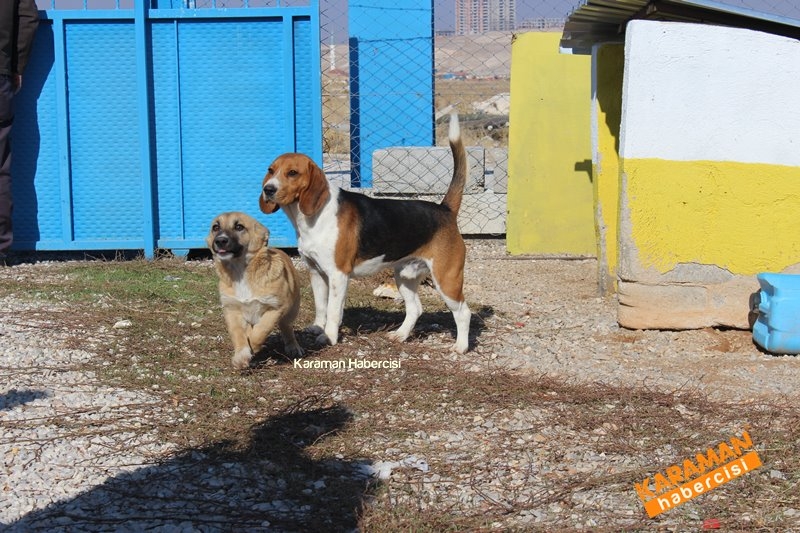 Yavru Köpekler Yeni Yaşamlarına Başlıyor 15
