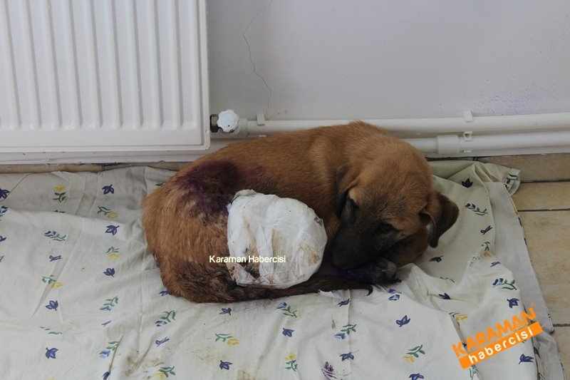 Yavru Köpekler Yeni Yaşamlarına Başlıyor 2