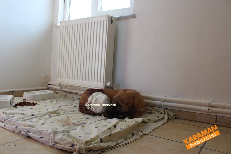 Yavru Köpekler Yeni Yaşamlarına Başlıyor 3