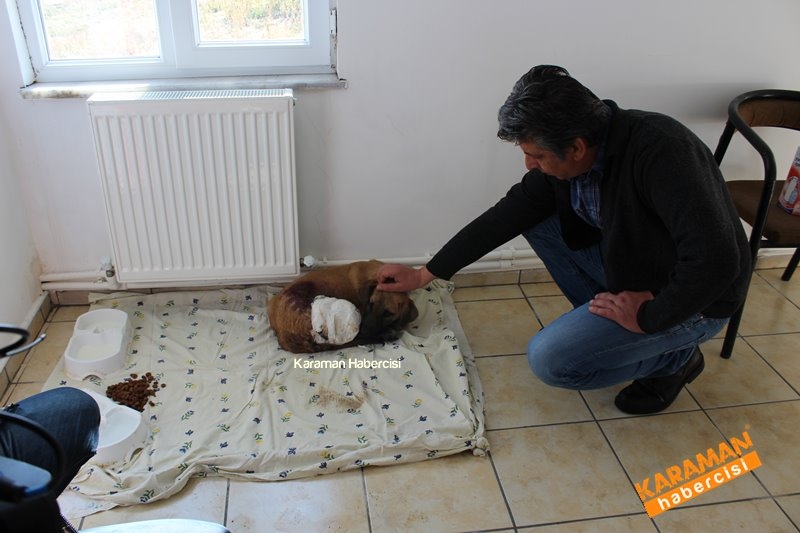 Yavru Köpekler Yeni Yaşamlarına Başlıyor 4