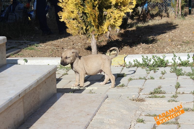 Yavru Köpekler Yeni Yaşamlarına Başlıyor 5