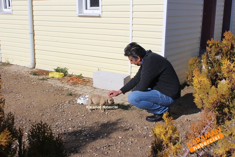 Yavru Köpekler Yeni Yaşamlarına Başlıyor 6