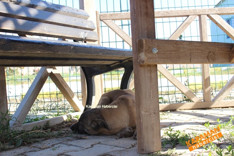 Yavru Köpekler Yeni Yaşamlarına Başlıyor 7