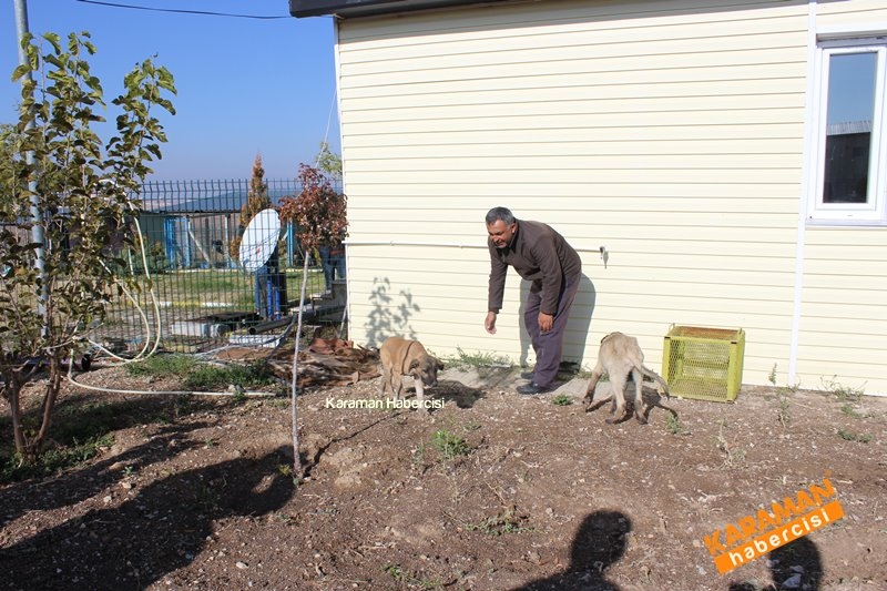 Yavru Köpekler Yeni Yaşamlarına Başlıyor 8