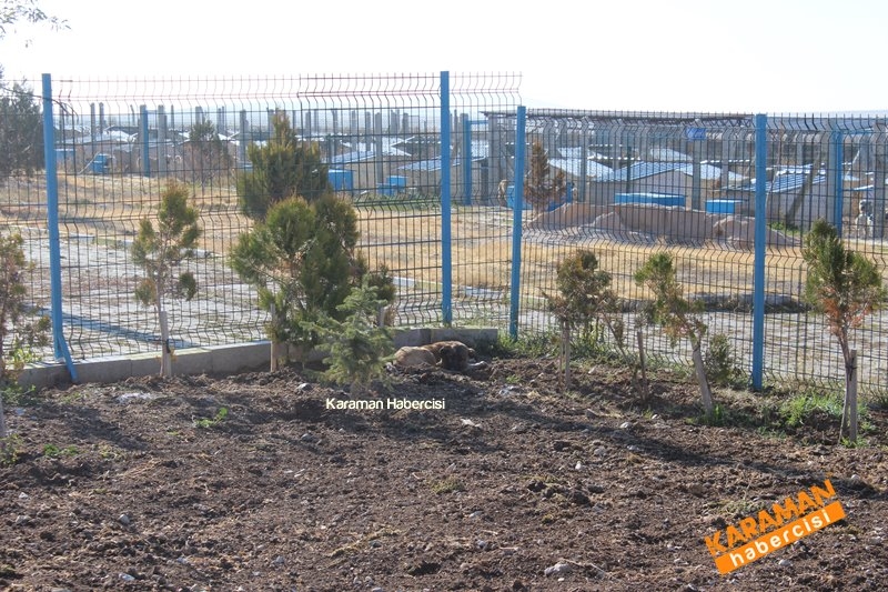 Yavru Köpekler Yeni Yaşamlarına Başlıyor 9