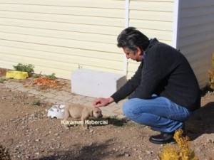 Yavru Köpekler Yeni Yaşamlarına Başlıyor