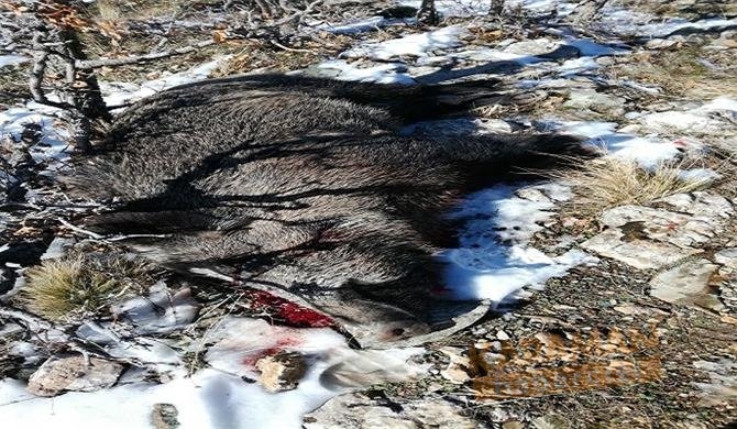 Karaman’da Sürek Avı Yapıldı 3
