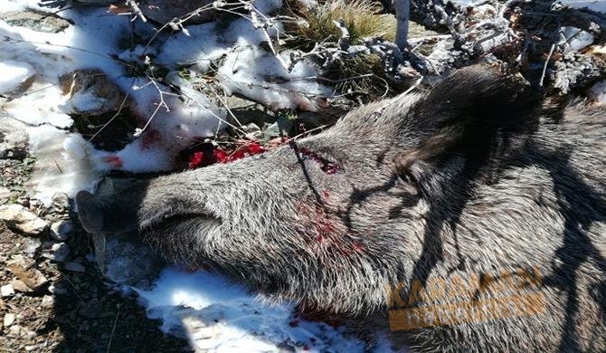 Karaman’da Sürek Avı Yapıldı 4