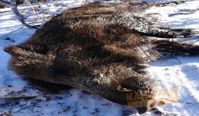 Karaman’da Sürek Avı Yapıldı 9