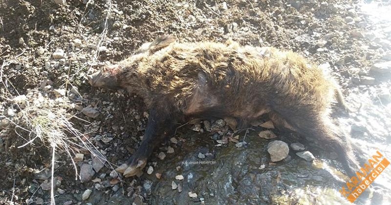 Yaban Domuzu Sürek Avı Düzenlendi 3