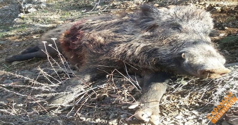 Yaban Domuzu Sürek Avı Düzenlendi 4