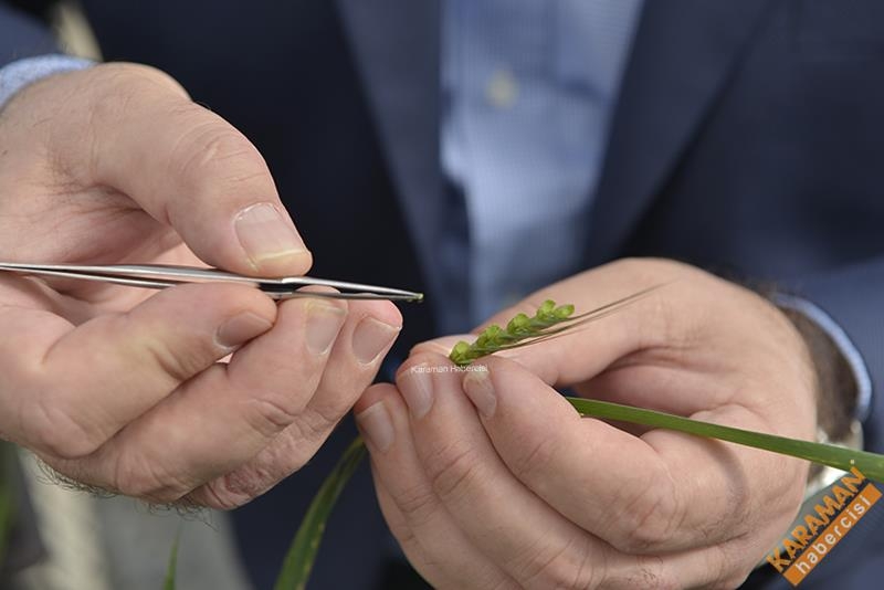 Ülkamizde İlk Hızlı Bitki Islahı KMÜ'de 1