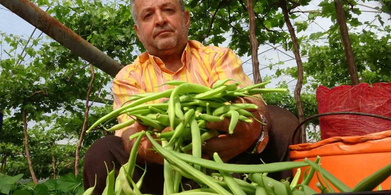 Turfanda Ürünle Çifte Kazanç: İlk Hasat Fasulyede