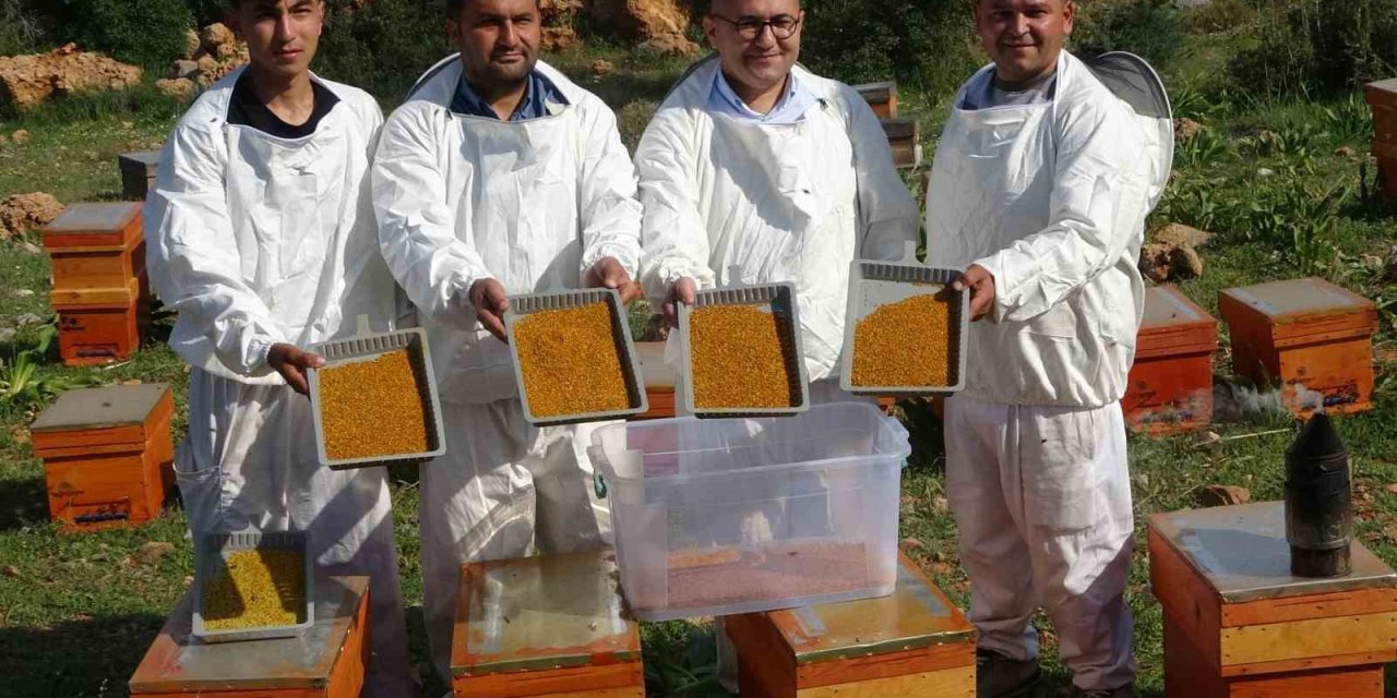 Kilosu Bin Tl: Sağlık Açısında Altın Değerindeki Polende Hasat Başladı