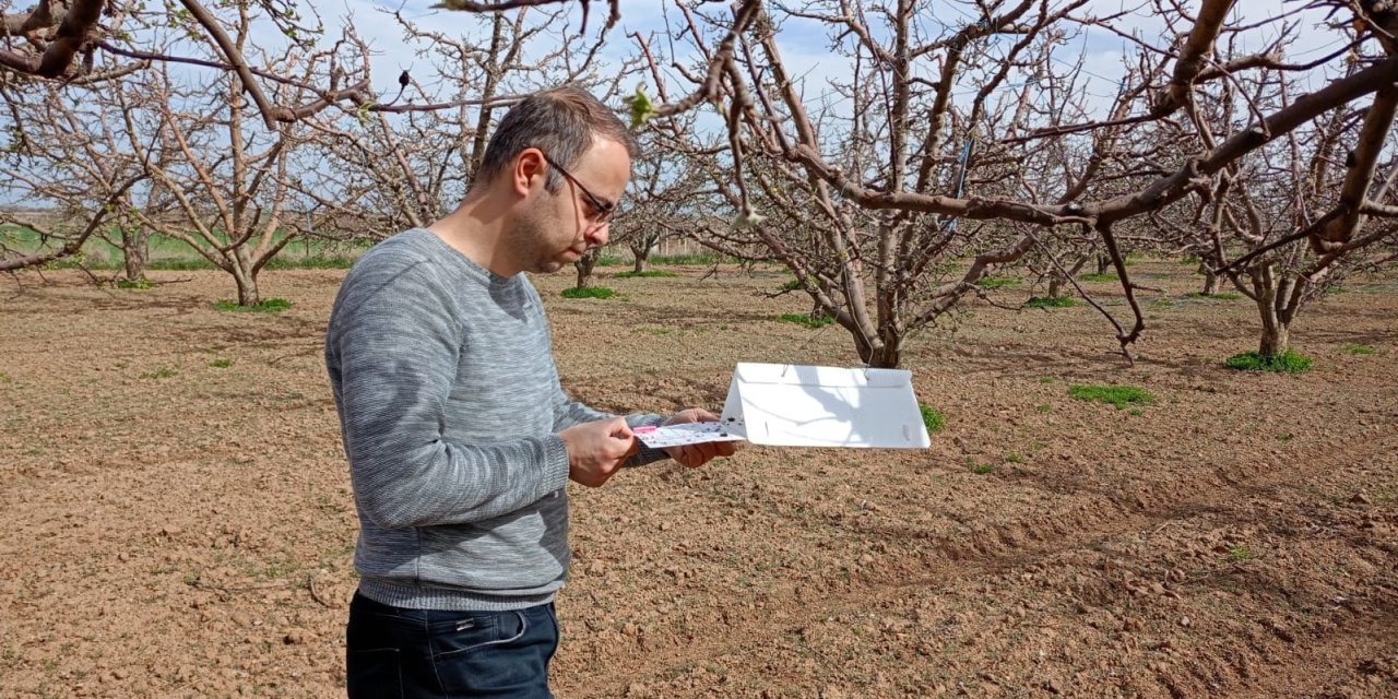 Meyve Bahçelerinde ‘bakla Zınnı Böceği’ Tehlikesi