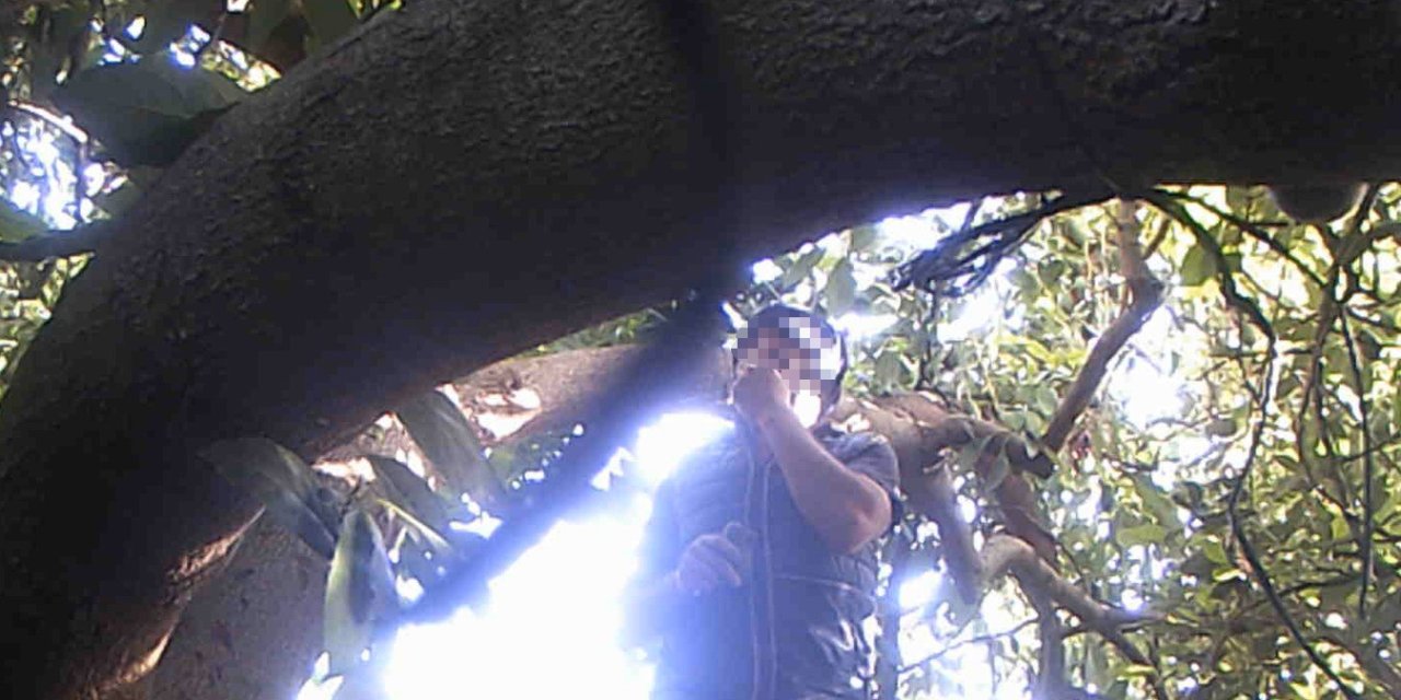 Avokado Hırsızı Fotokapana Yakalandı