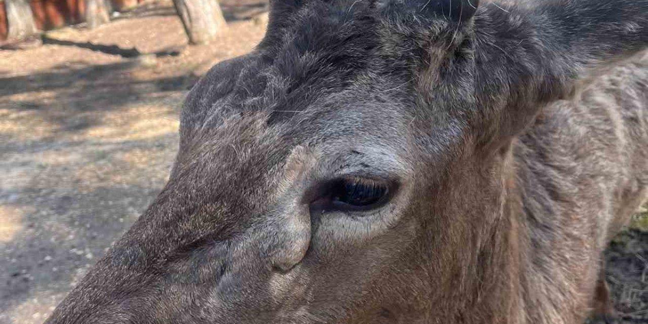 Eskişehir’de Erkek Kızıl Geyikler Boynuzlarını Attı