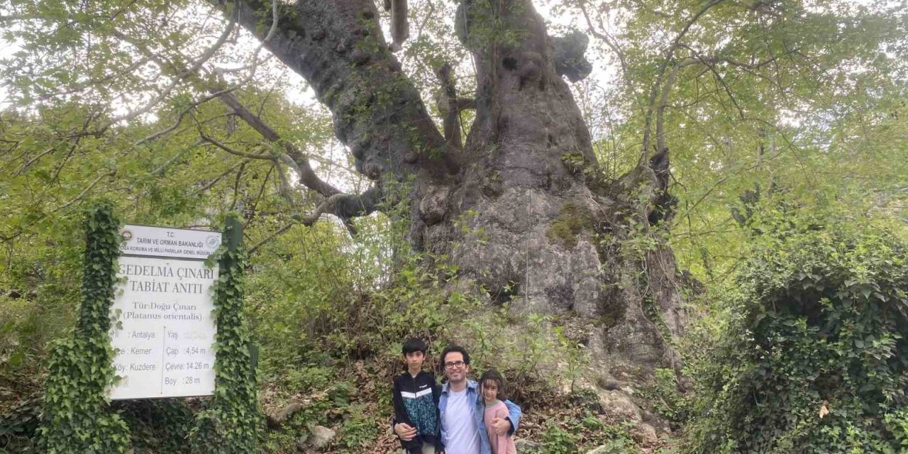 2 Bin 700 Yıllık Çınar Ziyaretçilerini Bekliyor