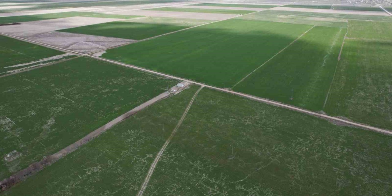 Rekolte İçin Doğru İlaçlama Ve Sulama Önerisi