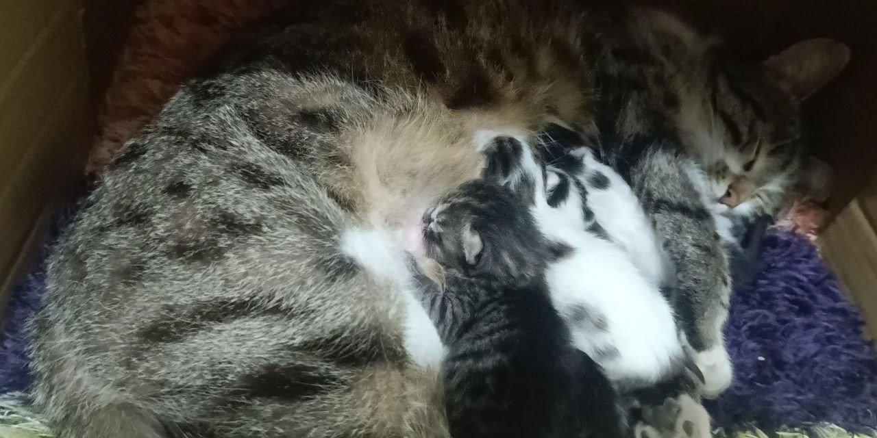 Sokakta Gördüğü Hamile Kediyi Sahiplendi