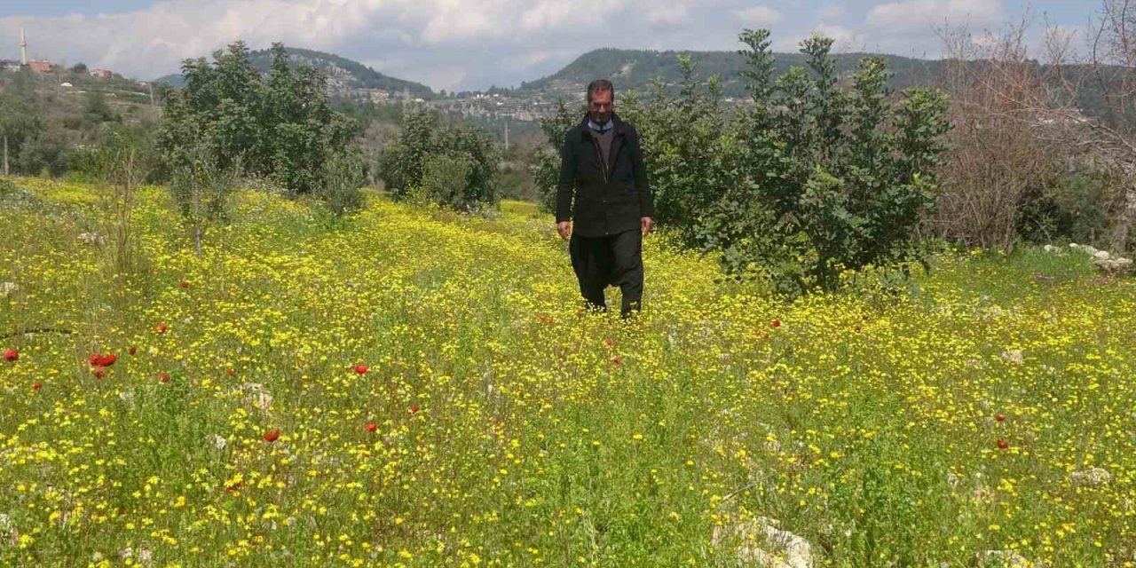 Yayla Ve Köyler Baharla Yeşile Bürünerek Renklendi