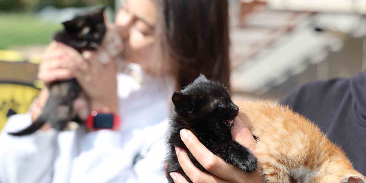 Bu Kadarına Pes Dedirtti, 4 Yavru Kediyi Çöpe Attı