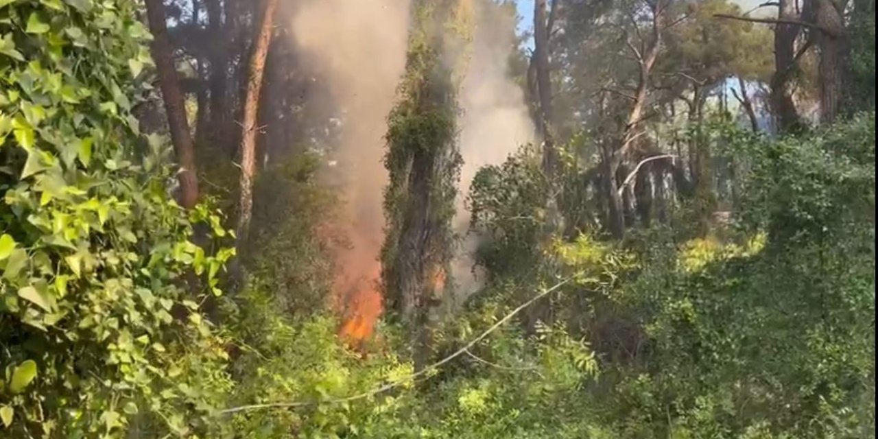 Manavgat’ta Çamlık Alanda Yangın