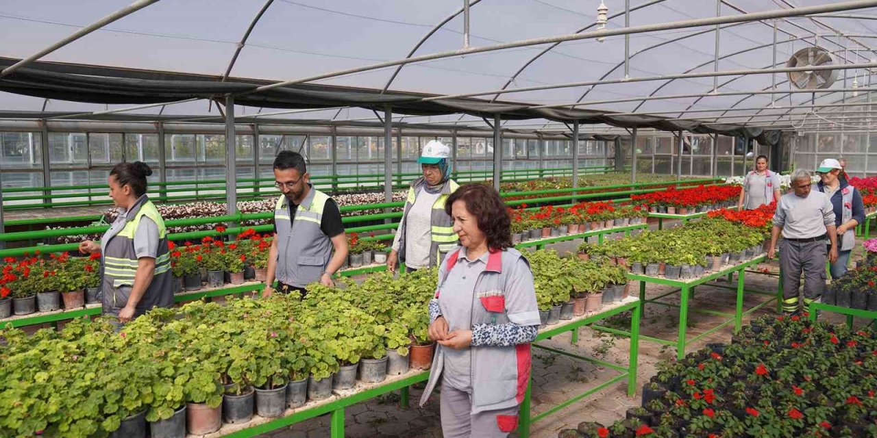Bu Seralarda Üretilen Rengârenk Çiçekler Tepebaşı’nı Süslüyor