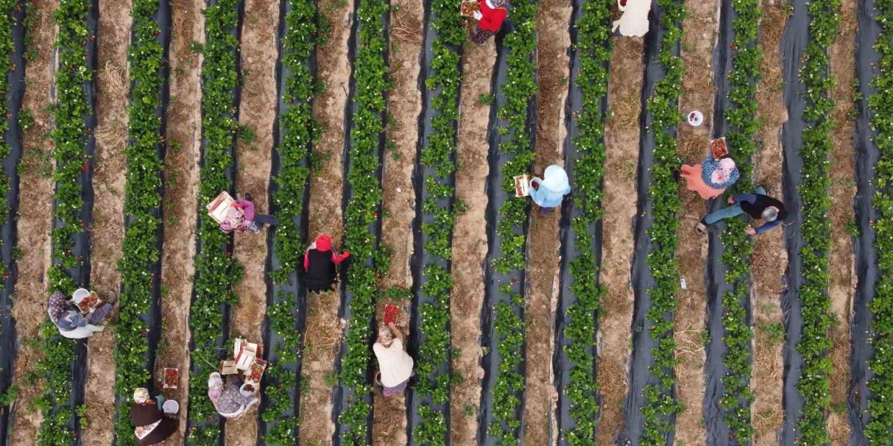 Kilosu 50 Tl’ye Kadar Düştü: Çilekte Açıkta Hasat Zamanı