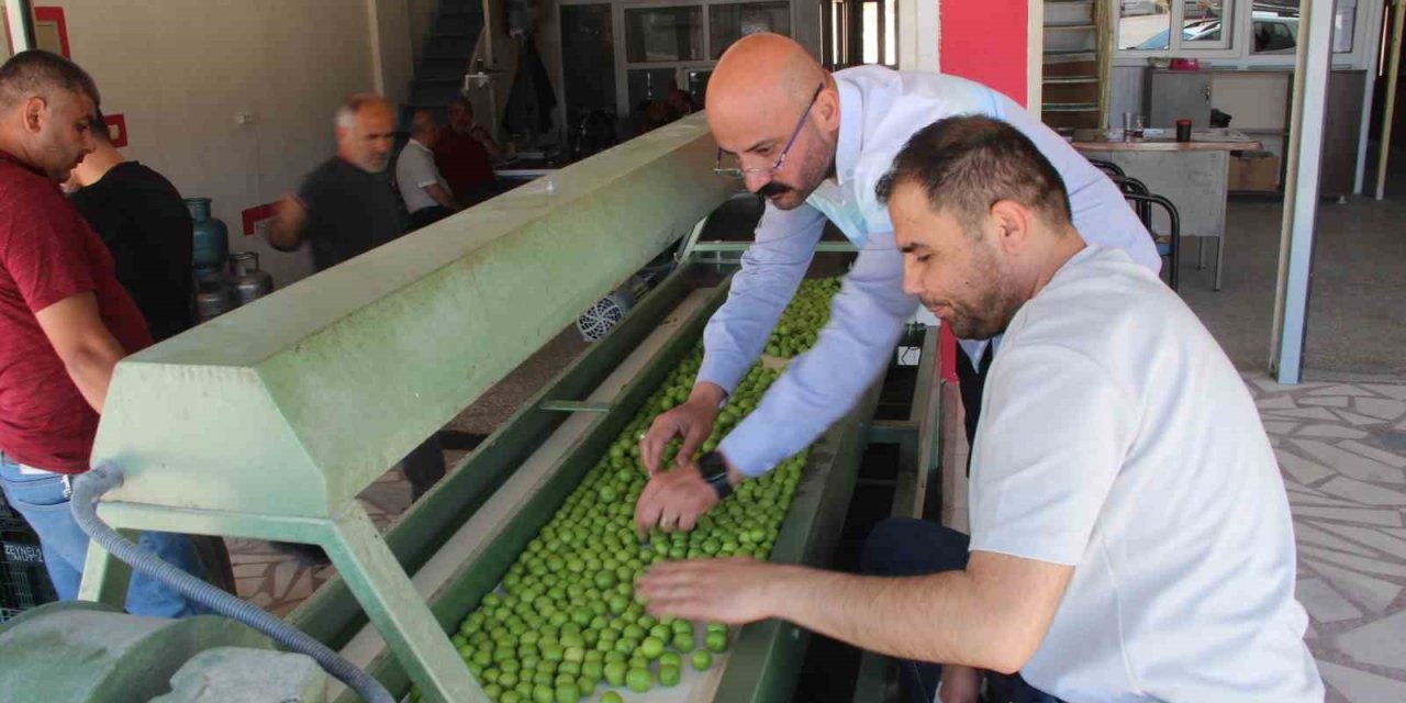 Kilosu 50 İle 350 Tl Arasında: Mersin’de Açıkta Erik Hasadı Başladı