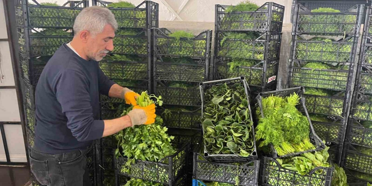 Enflasyonda Düşüşe ’yeşillik’ Desteği