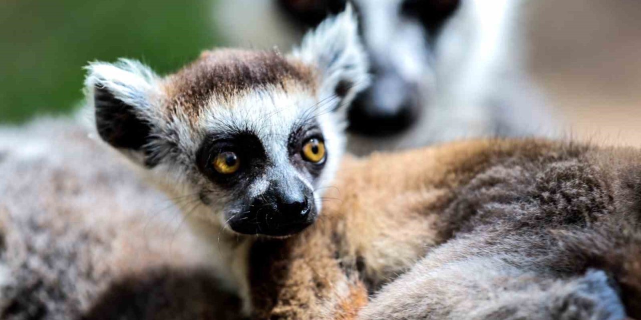 Antalya Doğal Yaşam Parkı, Yeni Yavrularla Coşkulu Bir Bahar Yaşıyor