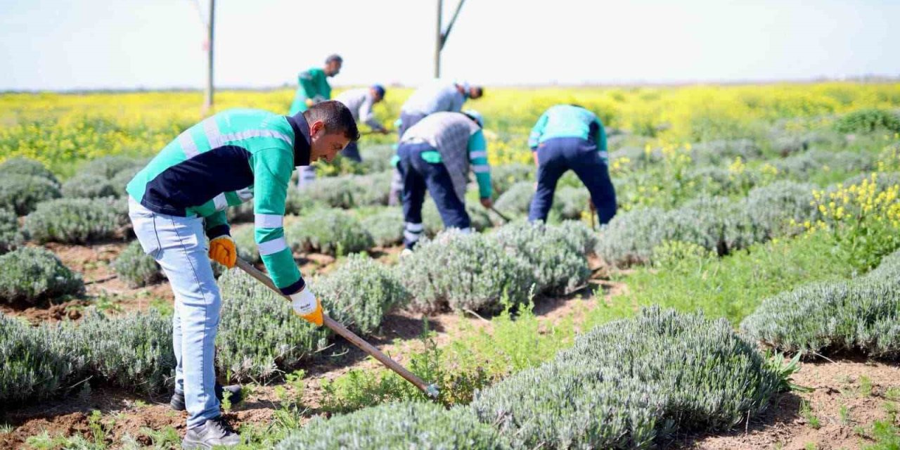 Aksaray’ın Lavanta Bahçesinde Bahar Bakımları Yapıldı