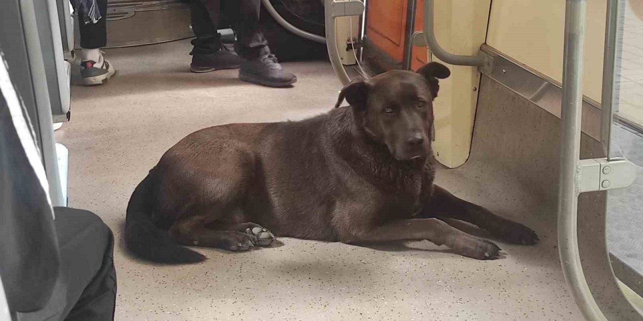 Köpeğin Tramvayla Seyahati İlgi Çekti