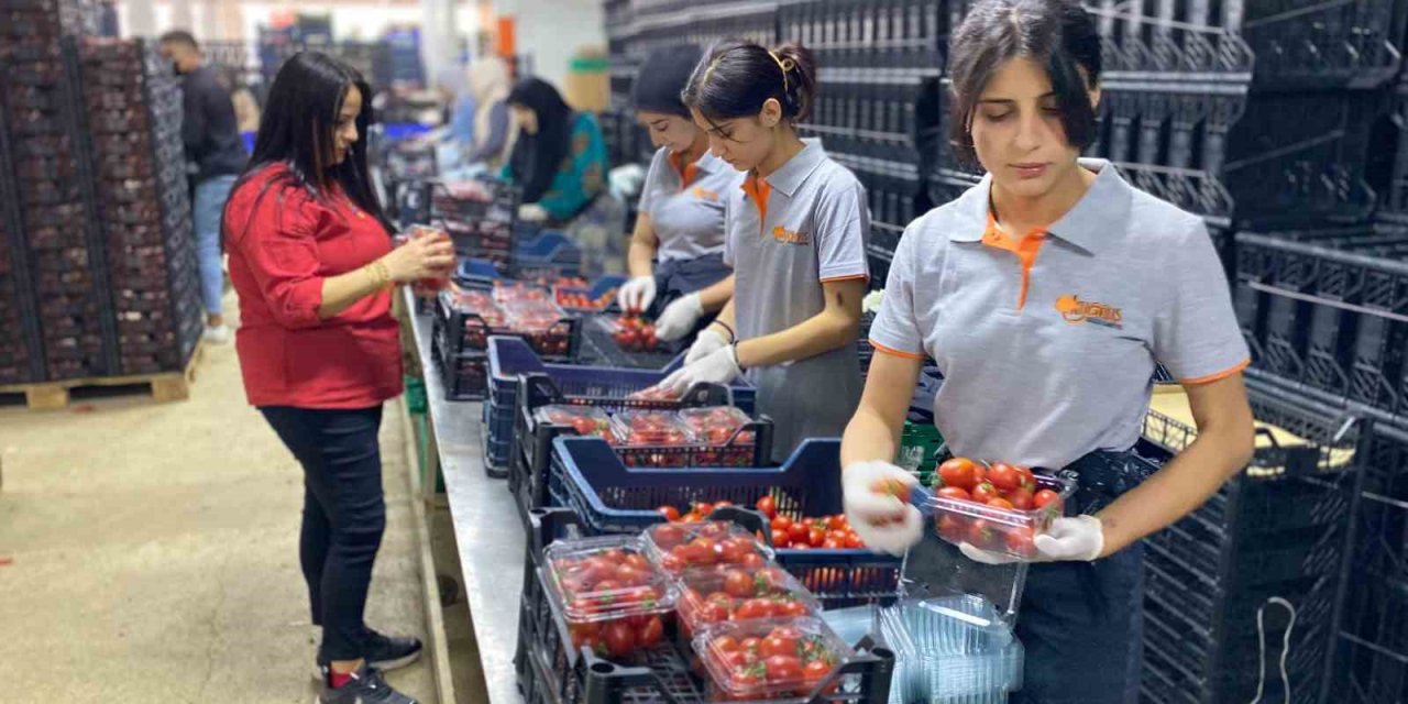 Antalya Hali’nin Yükünü Kadınlar Çekiyor