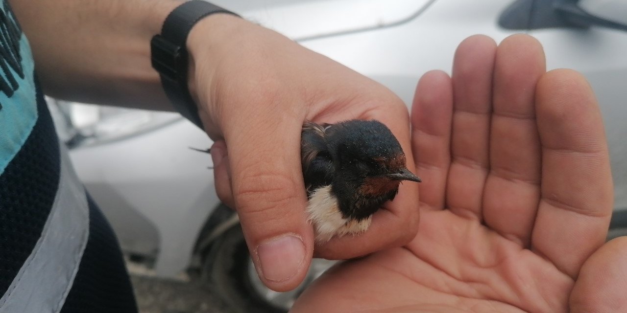 Bitkin Düşen Kırlangıç’a Jandarma Şefkati