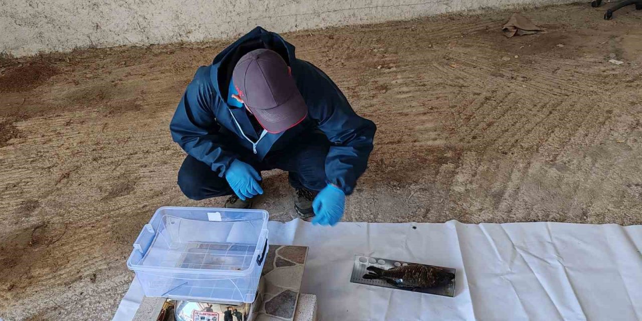 Bu Proje İle İstilacı Balık Türlerinin Popülasyonu Azaltılacak