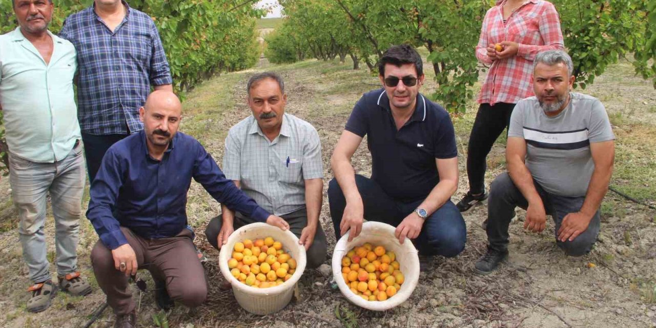 Mersin’de Açık Alanda Kayısı Hasadı Başladı