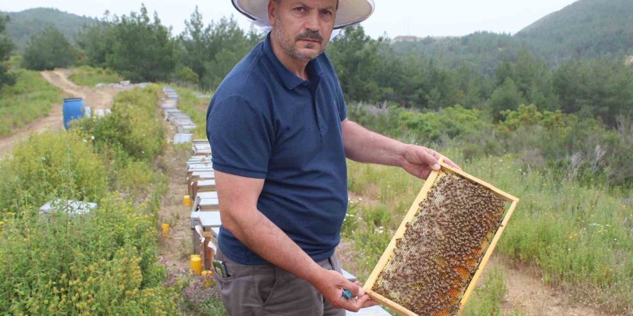 Arıcıların Yeni Favorisi Avokado Ve Muz Balı