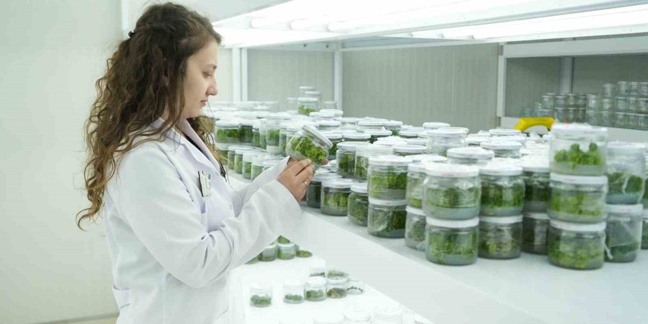 Teknopark, Niğde’nin Teknoloji Yolculuğuna Yeni Bir Boyut Kazandırıyor