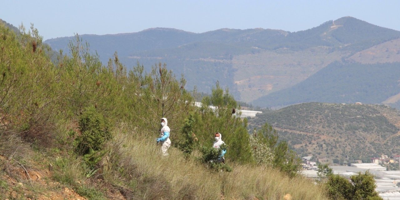 Mersin’de Çamkese Böceğine Karşı Biyolojik Mücadeleye Başlandı