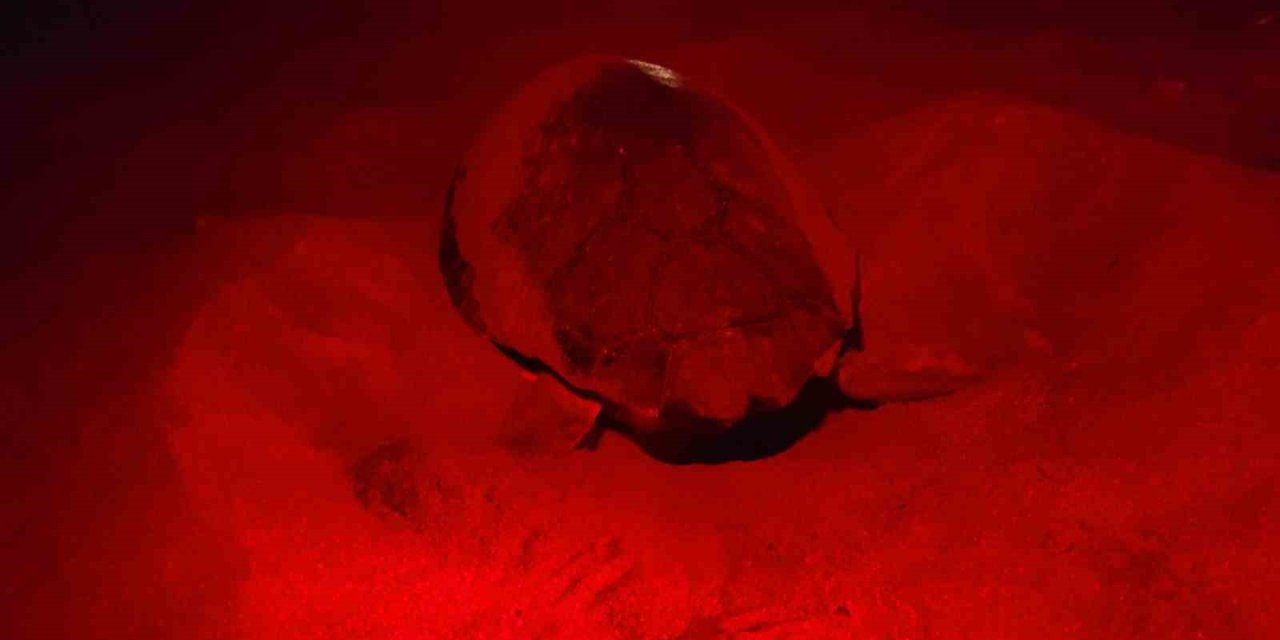 Deniz Kaplumbağaları İlk Yuvayı Yaptı