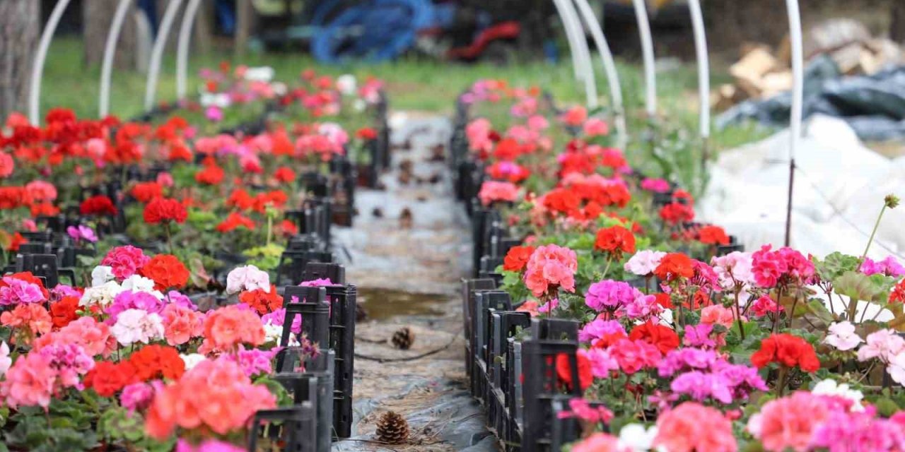 Estü Serasında Yetiştirilen 20 Bin Çiçek Kampüsü Süslemeye Başladı