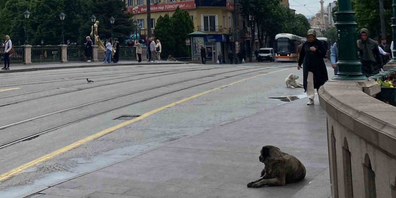 Sabah Etkili Olan Yağmur Kent Merkezinin Boş Kalmasına Sebep Oldu