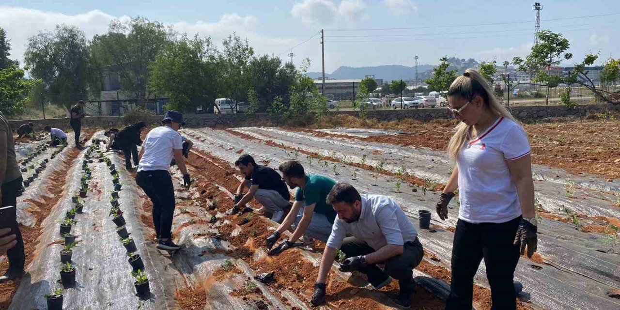 Myo’da Tıbbi Ve Aromatik Bitki Bahçesi Kuruldu