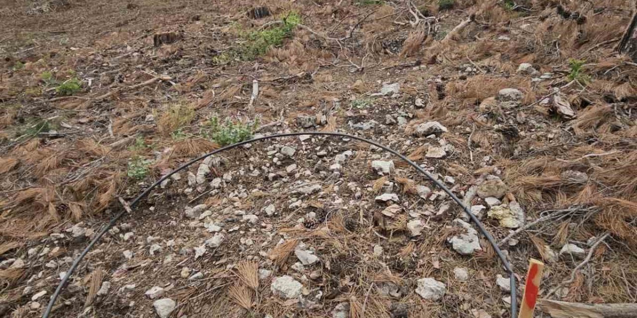 Mersin Ormanlarında Fidan Sayım Programı Başladı