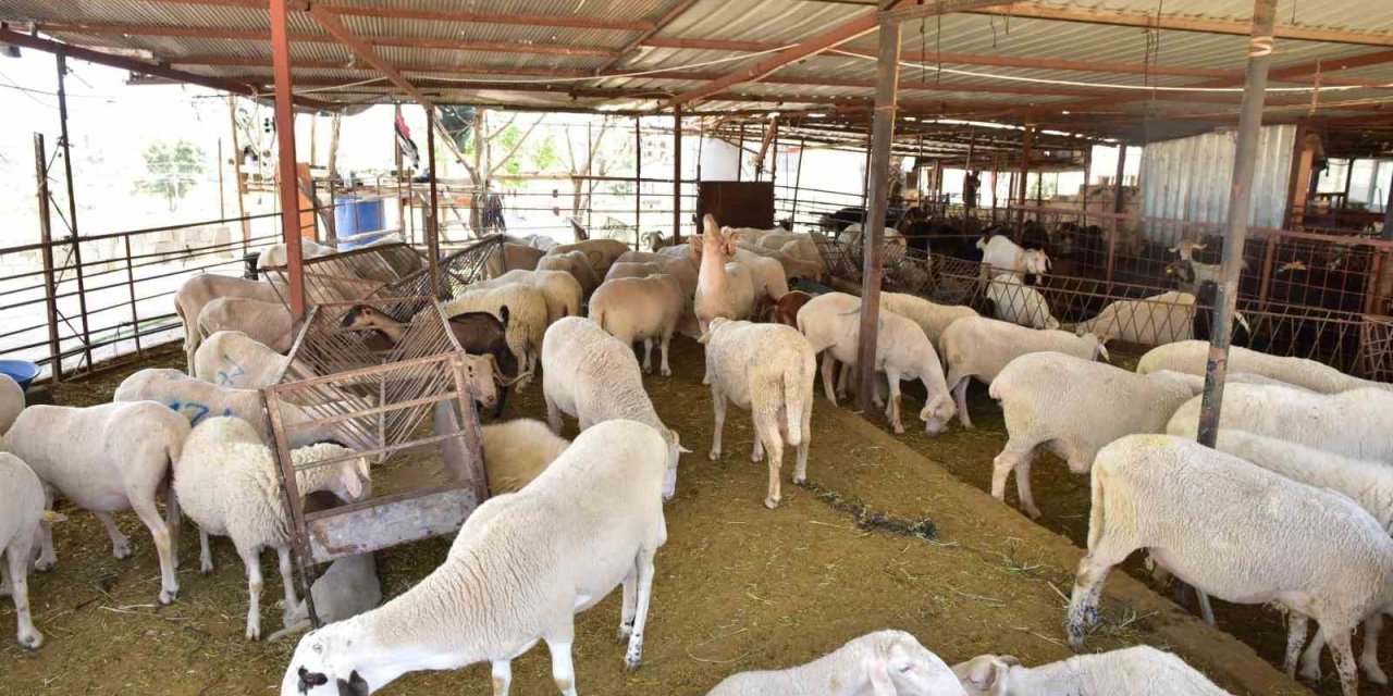 Kepez’den Kurban Pazarı Hizmeti